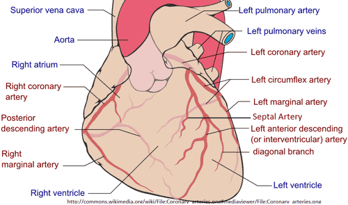 12lead ecg image coronary artery