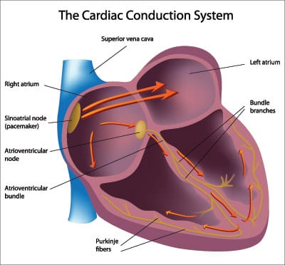 sinus rhythm heart anatomy sinus rhythm heart illustration