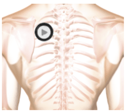 patient thorax when auscultating by stethoscope