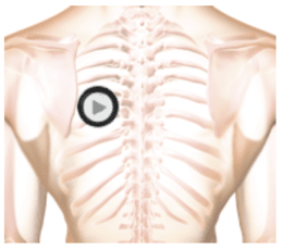 patient thorax when auscultating by stethoscope