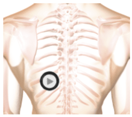 vesicular breath sounds noted bilaterally in peripheral