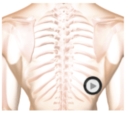 patient thorax when auscultating by stethoscope