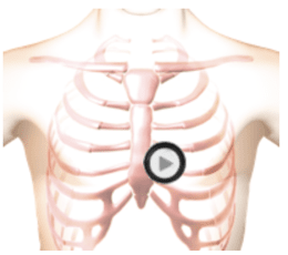 patient thorax when auscultating by stethoscope