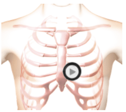 virtual auscultation of patient torso