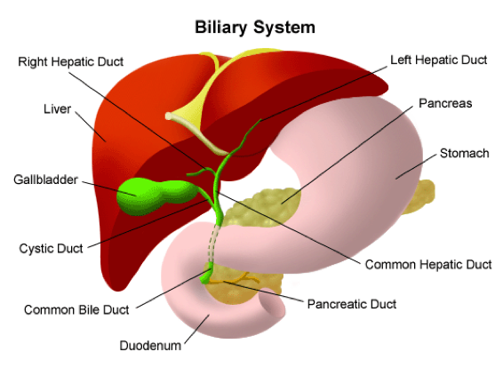 billary system illustration
