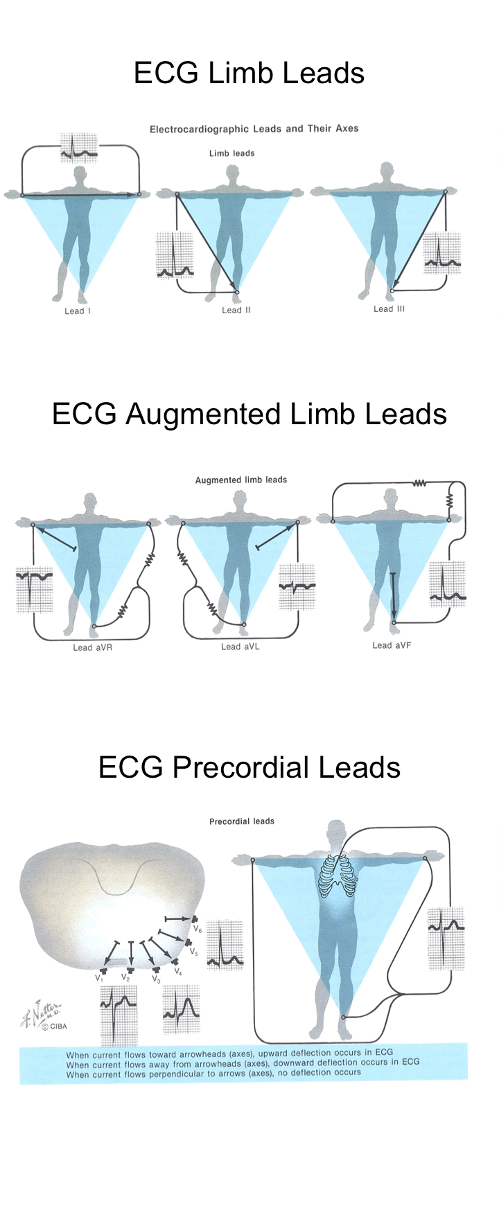 ecg limb leads